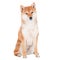 Shiba inu dog on white background