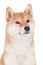 Shiba inu dog on white background