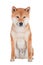 Shiba inu dog on white background