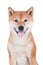 Shiba inu dog on white background