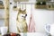 Shiba Inu dogs are waiting for food on the dining table in a Japanese kitchen. Japanese dog sitting on a chair at the table and