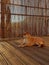 Shiba inu enjoying a sunbath