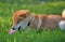 Shiba inu gnaws a toy