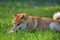 shiba inu gnaws a toy