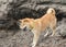 Shiba inu on a hike