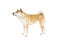 Shiba Inu Japanese breed dog