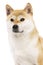 Shiba Inu Japanese breed dog