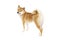 Shiba Inu Japanese breed dog