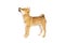 Shiba Inu Japanese breed dog