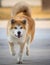 Shiba-Inu Japanese Dog Portrait. Young Akita Inu Dog Looking for