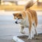 Shiba-Inu Japanese Dog Portrait. Young Akita Inu Dog Looking for