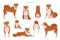 Shiba Inu, Japanese small size dog coat colors, different poses clipart