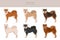Shiba Inu, Japanese small size dog coat colors, different poses clipart