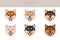 Shiba Inu, Japanese small size dog coat colors, different poses clipart