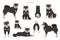 Shiba Inu, Japanese small size dog coat colors, different poses clipart