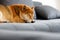 Shiba Inu lying on sofa.