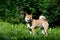 Shiba inu portrait outdoor at summer