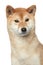 Shiba inu portrait on a white background