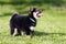 Shiba inu pup sunbathing in the summer garden