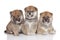 Shiba-inu puppies