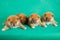 Shiba Inu puppies on green background. Studio shot