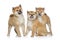 Shiba inu puppies portrait