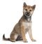 Shiba Inu puppy, 5 months old, sitting