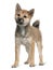 Shiba Inu puppy, 5 months old, standing
