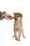 Shiba inu puppy being fed by a female hand isolated on a white b