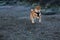 Shiba inu puppy dog playing at the beach in Norway