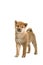 Shiba Inu puppy dog standing looking at the camera