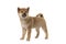 Shiba Inu puppy dog standing seen from the side glancing away