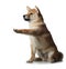 Shiba inu puppy. dog on a white background. Pet in the studio