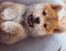 Shiba Inu puppy looks like a little fox