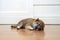 A Shiba Inu puppy lying in the room. Shiba inu sleep on wood floor