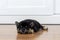 A Shiba Inu puppy lying in the room. Shiba inu sleep on wood floor