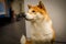 Shiba inu puppy profile