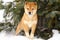 Shiba Inu Puppy in Snow Under Tree