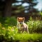 Shiba Inu puppy standing on the green meadow in summer green field. Portrait of a cute Shiba Inu pup standing on the grass with a