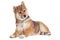 Shiba inu puppy on white background