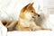 Shiba inu purebred dog