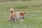 Shiba Inu running in the field on lure coursing competition