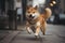 Shiba Inu running on the street. Shiba Inu is a Japanese breed of dog.