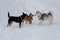 Shiba inu, siberian husky and black mongrel are playing on the white snow. Pet animals