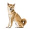 Shiba Inu sitting, ,3 years old