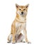 Shiba Inu sitting, ,3 years old