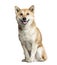 Shiba Inu sitting, 8 years old, isolated