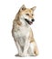 Shiba Inu sitting, 8 years old, isolated