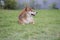 The Shiba Inu is sitting on a green lawn with a gray wall. Japanese dog in garden
