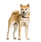 Shiba Inu standing against white background